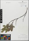 Foto von Salix glabra Scop.
